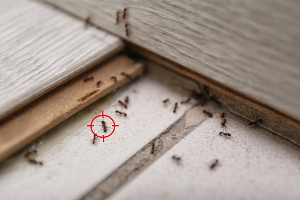 Flea Control Services in Foresthill, CA