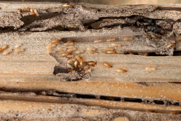 Best Mosquito Control Services  in Foresthill, CA